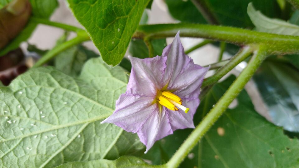 Настой подойдет, в частности, для баклажанов