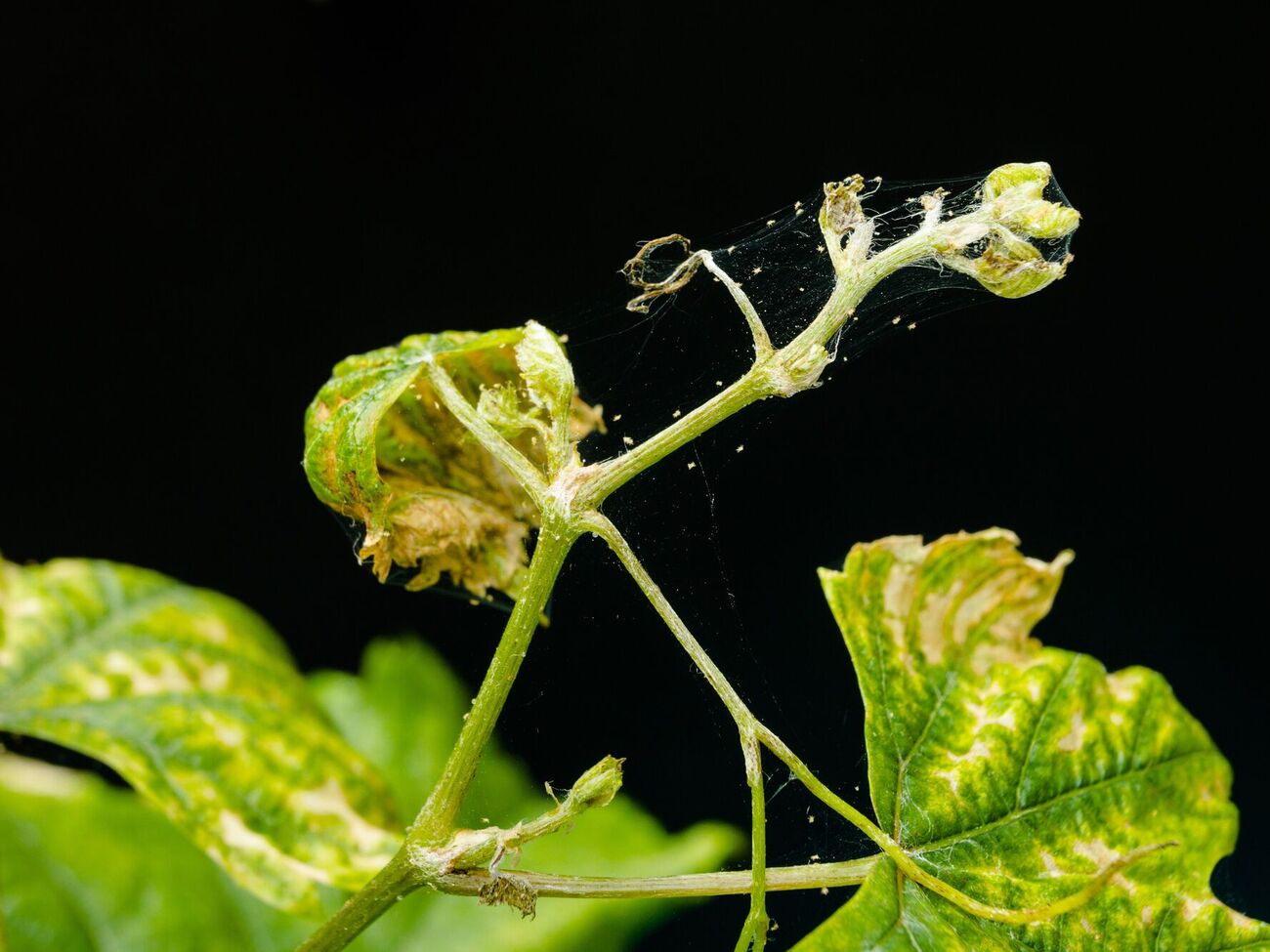 Виноград будет спасен от паразита