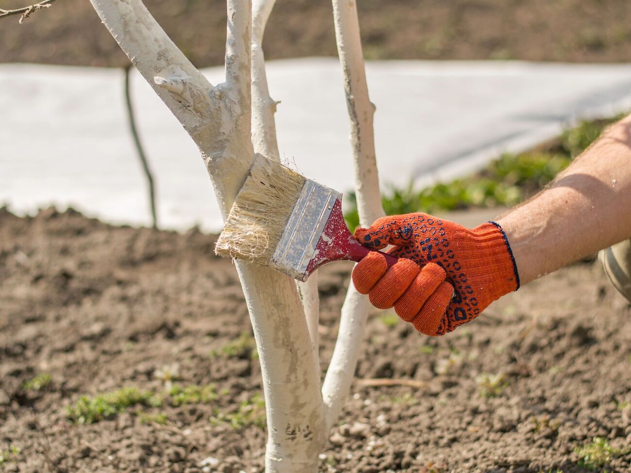 Деревья будут иметь защитный барьер