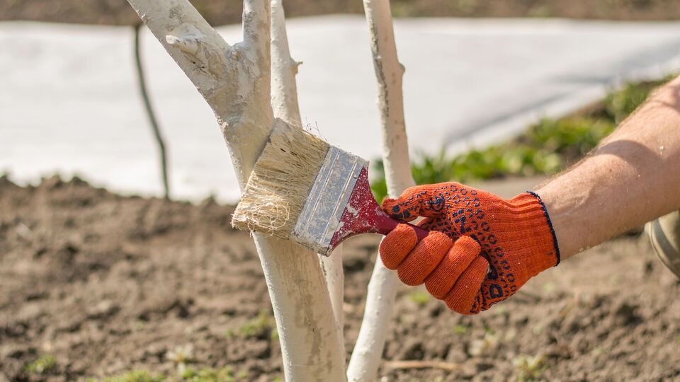 Деревья будут иметь защитный барьер