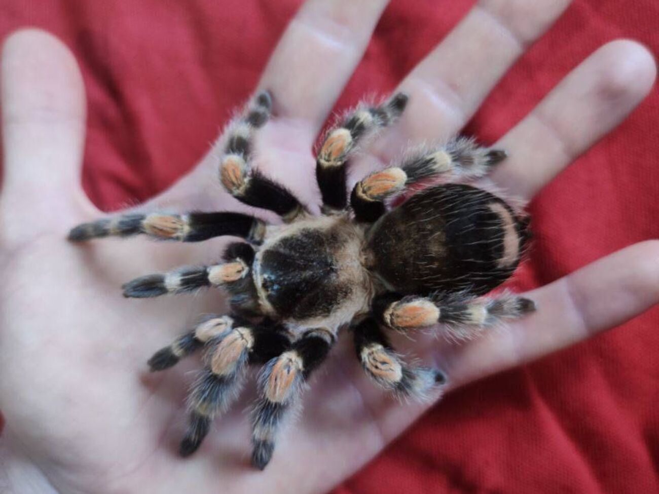 Паука оставили его бывшие владельцы. Его спасли зооволонтеры