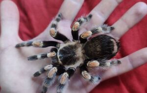 Паука оставили его бывшие владельцы. Его спасли зооволонтеры