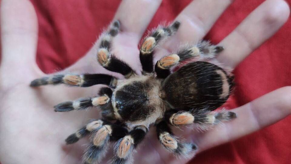 Паука оставили его бывшие владельцы. Его спасли зооволонтеры