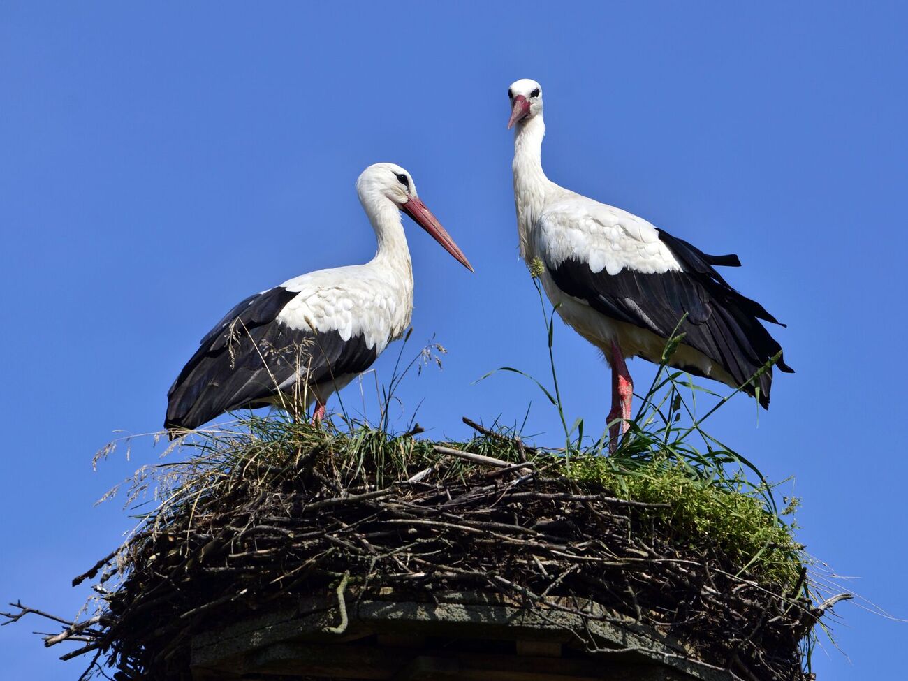 Аисты устроили гнездо на советском памятнике