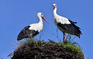 Аисты устроили гнездо на советском памятнике