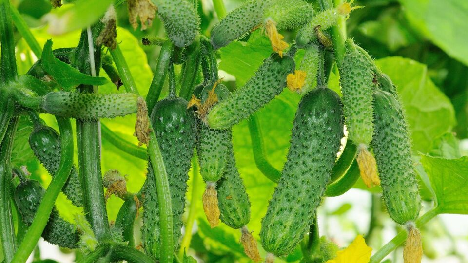 На кустах появятся новые завязи