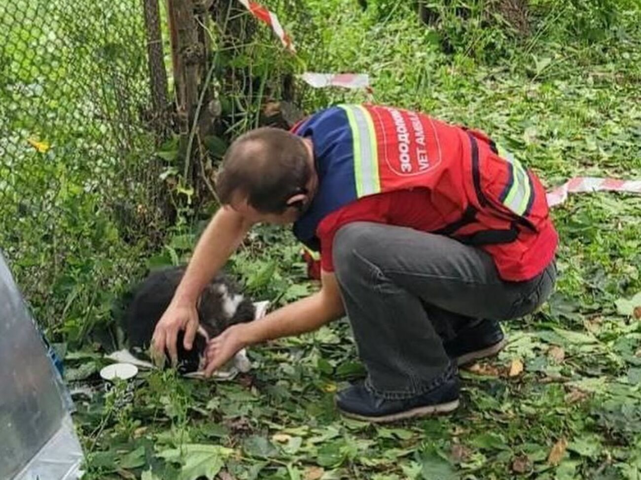 Тварин екстрено доправили до однієї з ветклінік