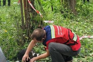 Тварин екстрено доправили до однієї з ветклінік