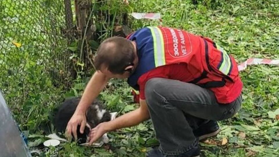 Животных экстренно доставили в одну из ветклиник