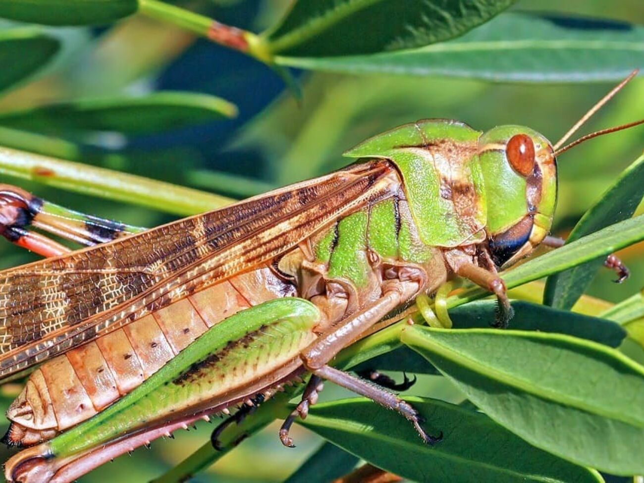 Саранча имеет более вытянутую форму тела и часто шире кузнечика