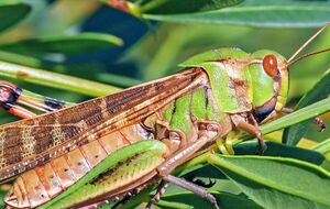 Саранча имеет более вытянутую форму тела и часто шире кузнечика