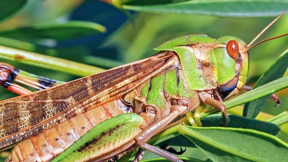 Саранча имеет более вытянутую форму тела и часто шире кузнечика