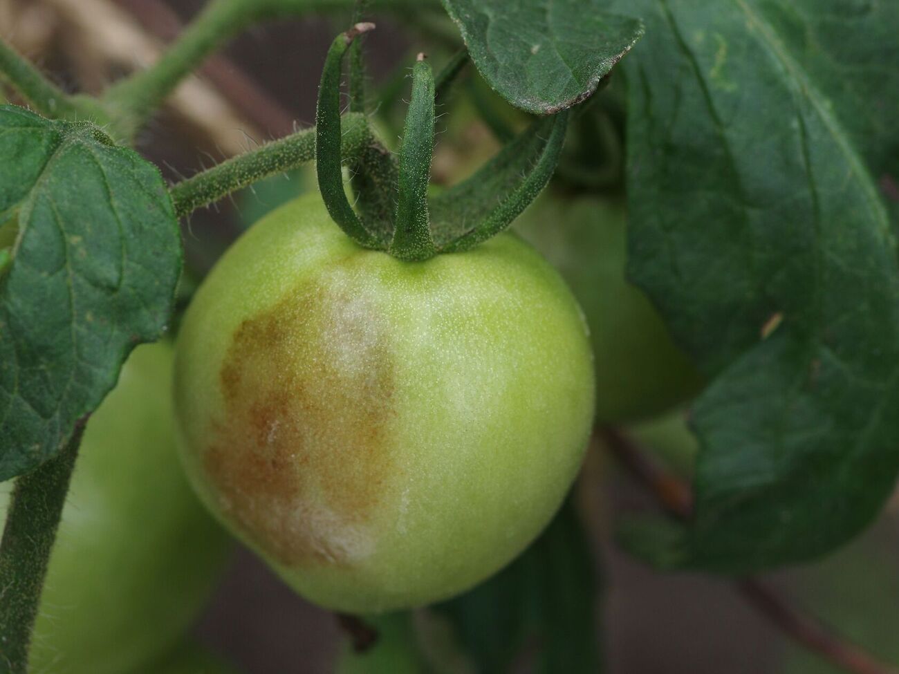 Вершинная гниль появляется из-за недостатка кальция в земле