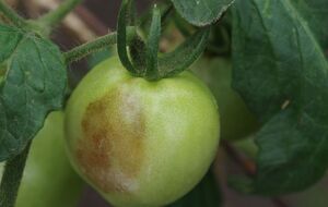 Вершинная гниль появляется из-за недостатка кальция в земле