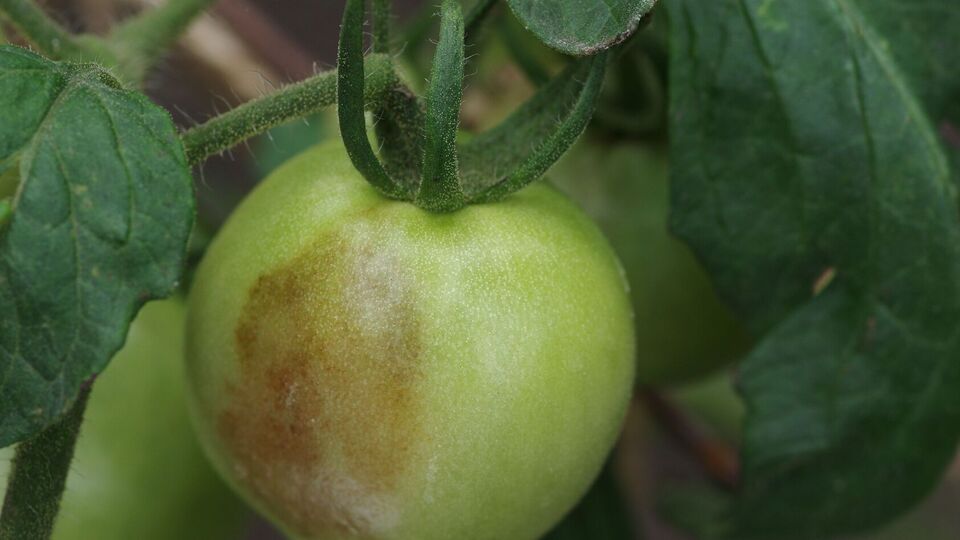 Вершинная гниль появляется из-за недостатка кальция в земле