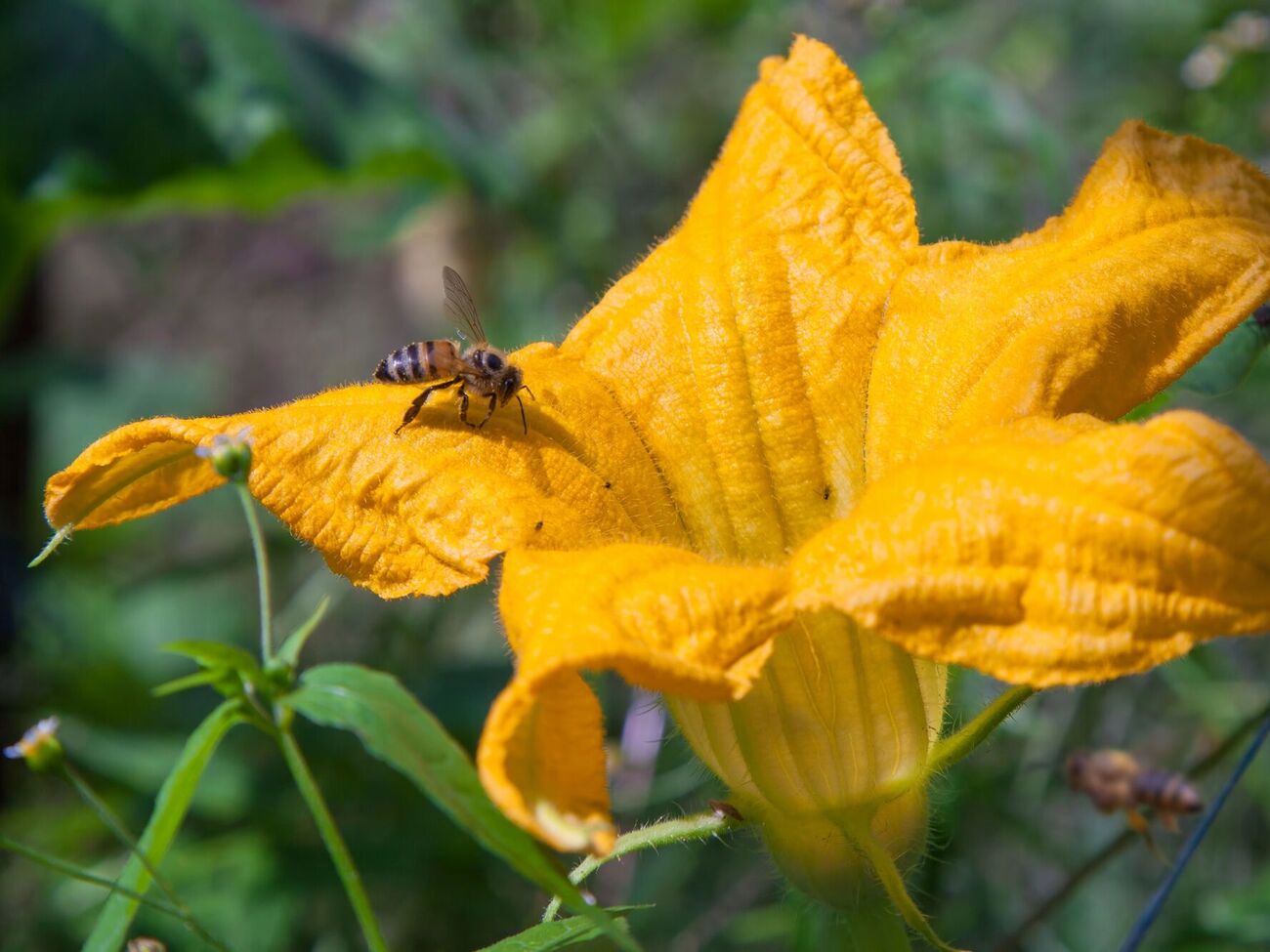 Для формирования плодов важно опыление