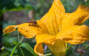 Для формирования плодов важно опыление