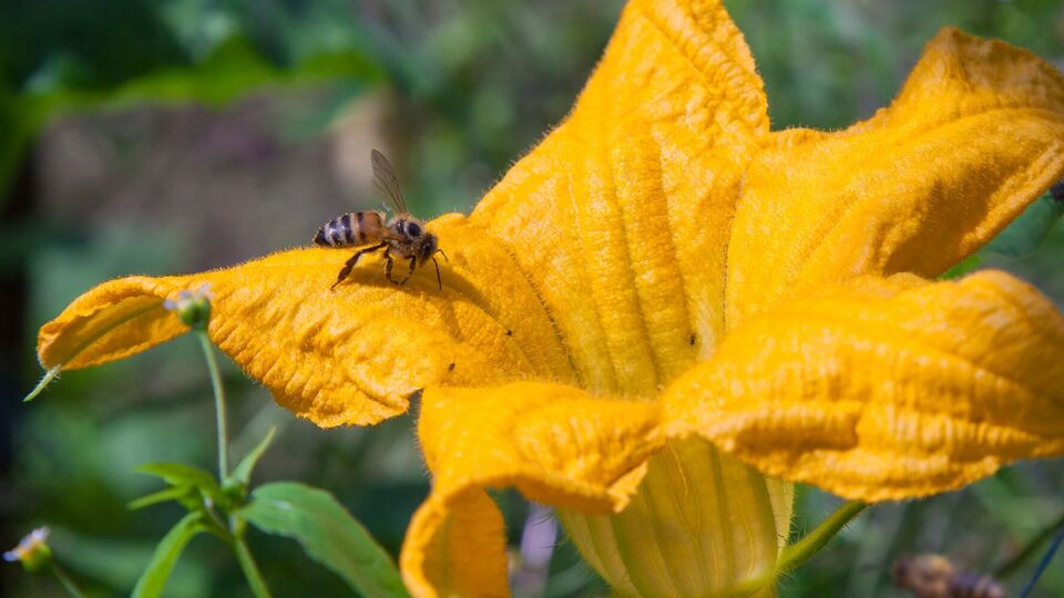 Для формирования плодов важно опыление