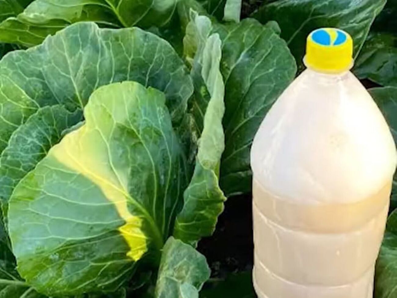 В раствор нужно в том числе добавить дегтярное мыло