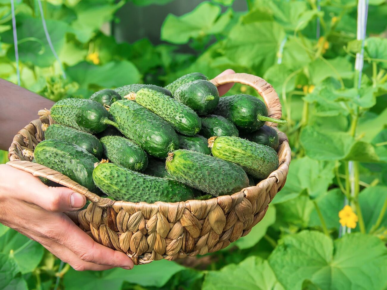 Огірки здивують вас кількістю плодів