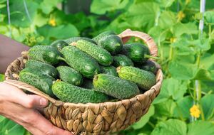 Огірки здивують вас кількістю плодів
