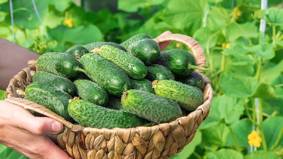 Огірки здивують вас кількістю плодів