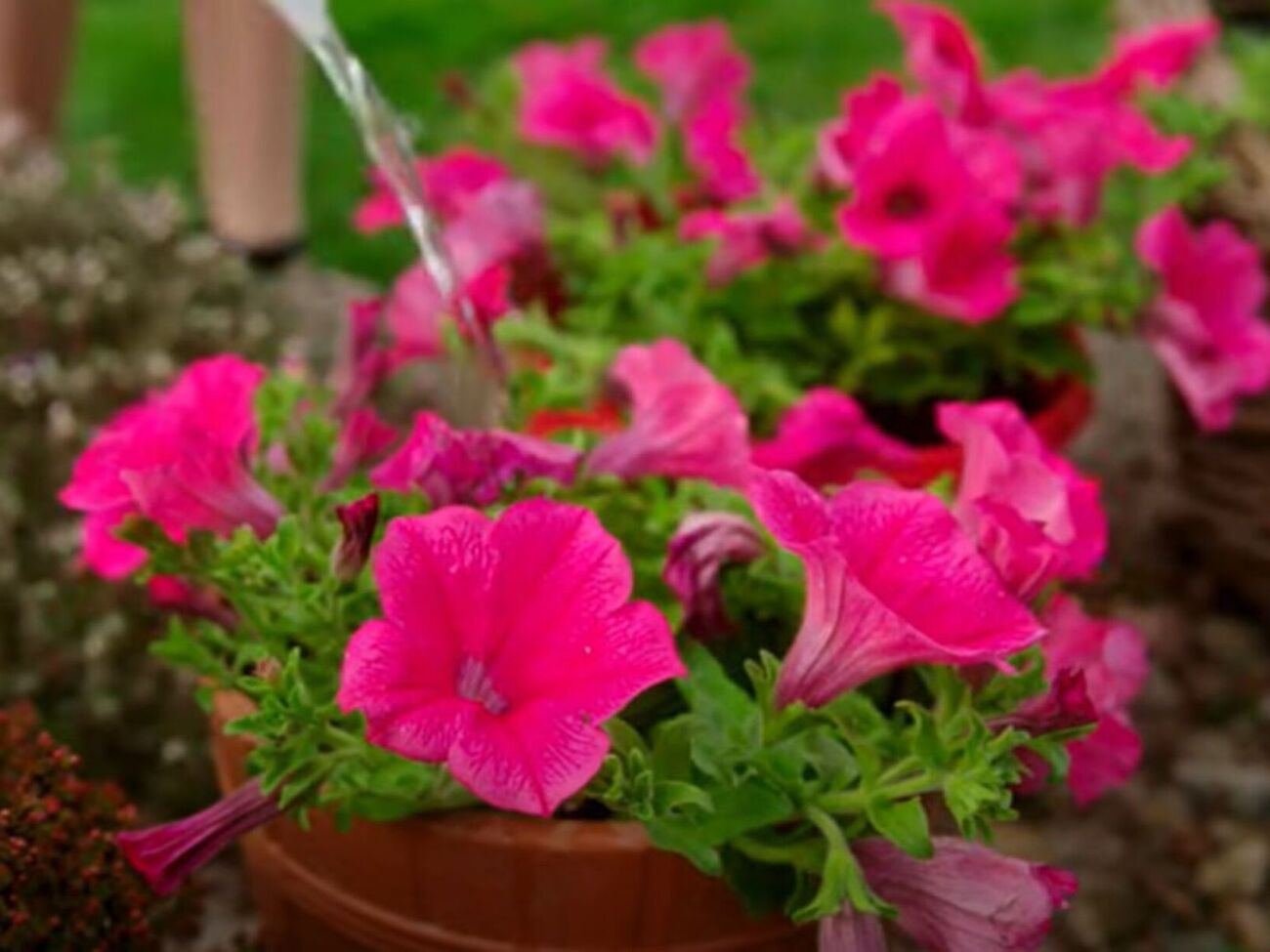 Після обрізання рослину потрібно добре полити