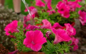 Після обрізання рослину потрібно добре полити