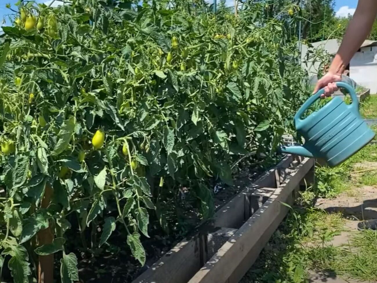 Перед внесением подкормки томаты нужно щедро полить