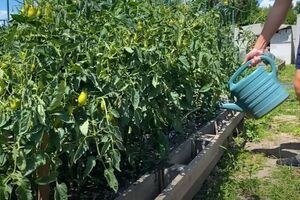 Перед внесением подкормки томаты нужно щедро полить