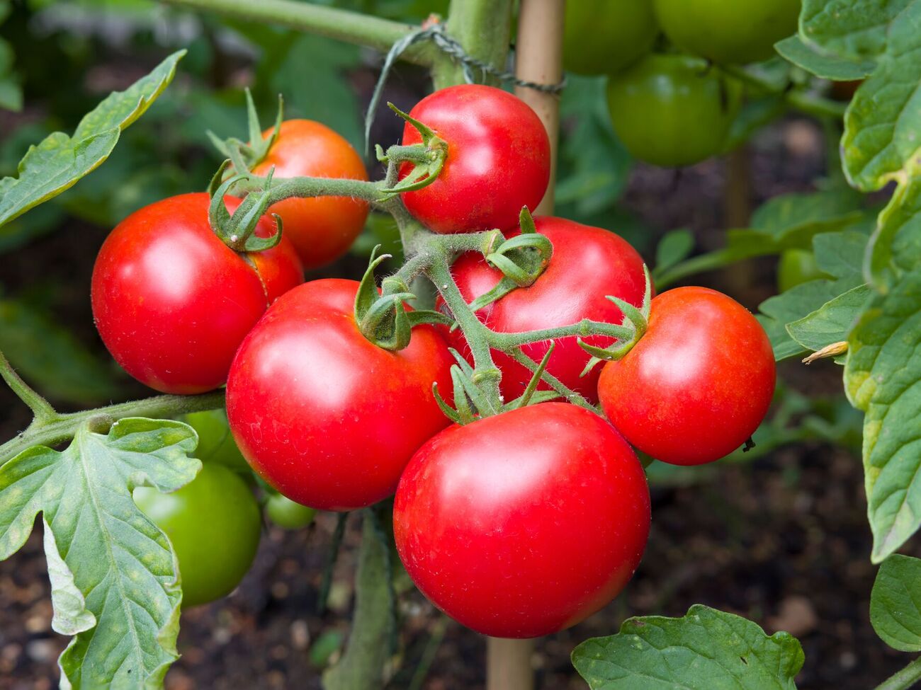 Городниця додала, що надмірне поливання може спровокувати опадання плодів