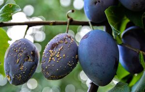 Прежде всего садовник советует оборвать пораженные плоды