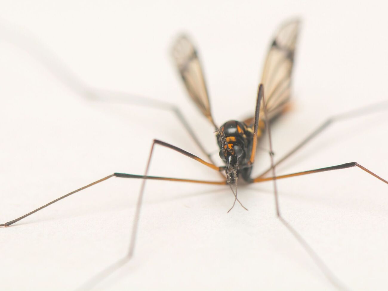 Зовні китайський шпигунський дрон схожий на комара, пише ЗМІ