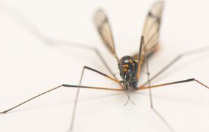 Внешне китайский шпионский дрон похож на комара, пишет СМИ