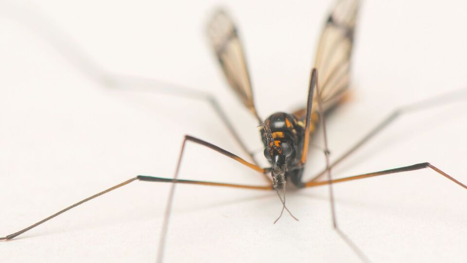 Внешне китайский шпионский дрон похож на комара, пишет СМИ