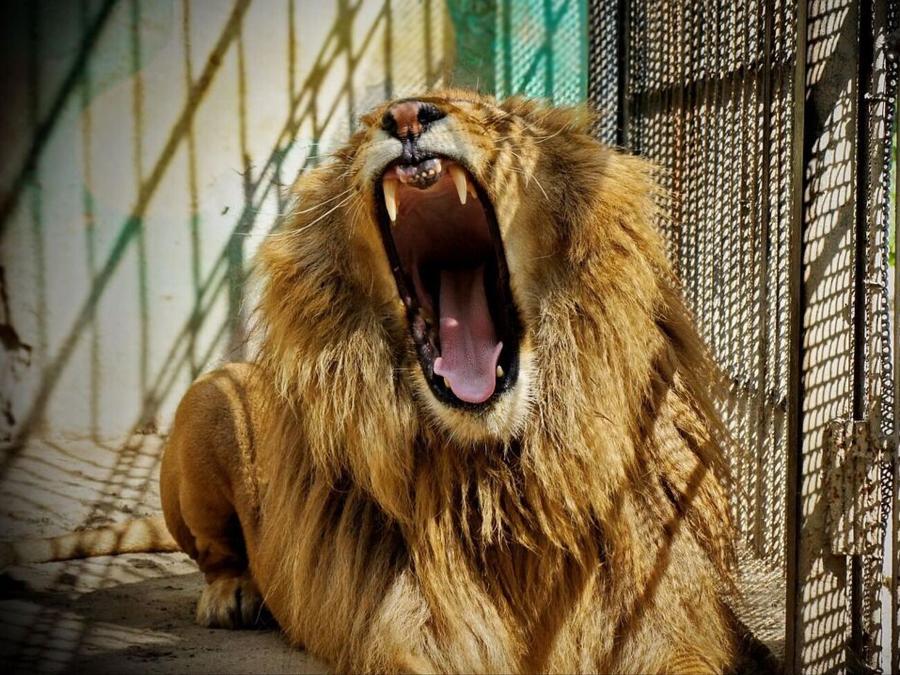 Як лев утік із зоопарку, ЗМІ не написали