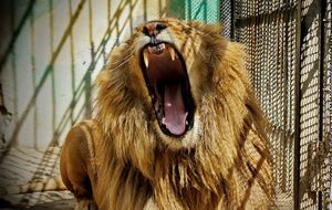 Як лев утік із зоопарку, ЗМІ не написали