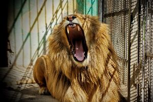 Как лев сбежал из зоопарка, СМИ не написали