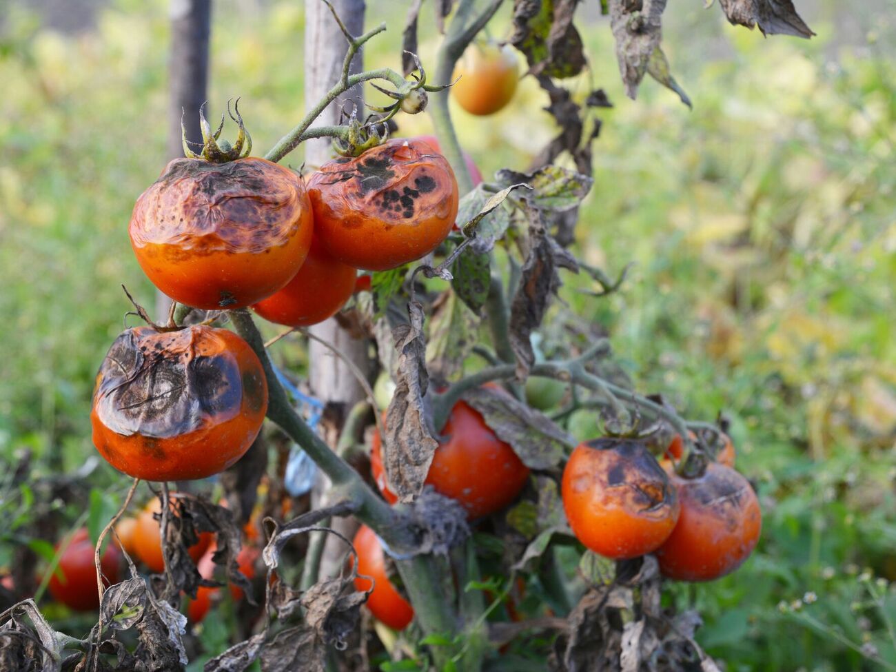 Городник порадив обробити рослини проти фітофтори трьома препаратами