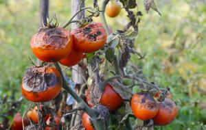 Городник порадив обробити рослини проти фітофтори трьома препаратами