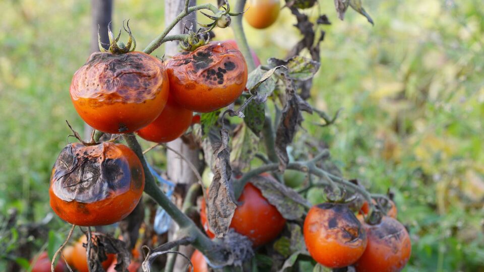 Городник порадив обробити рослини проти фітофтори трьома препаратами