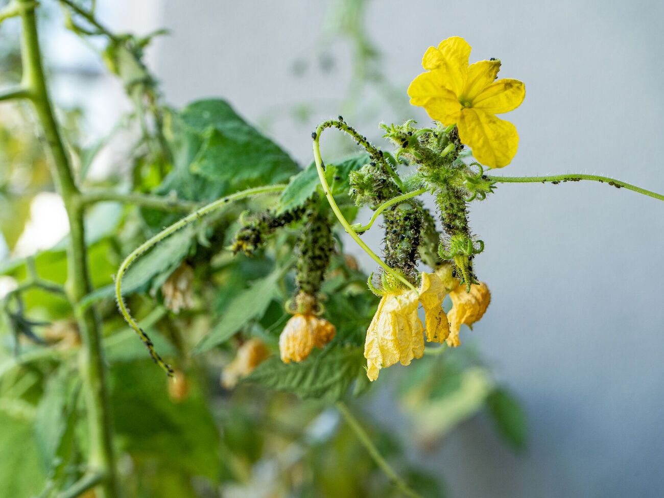 Попелиця не виживе після оприскування ефективним засобом