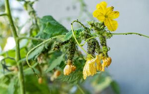 Попелиця не виживе після оприскування ефективним засобом