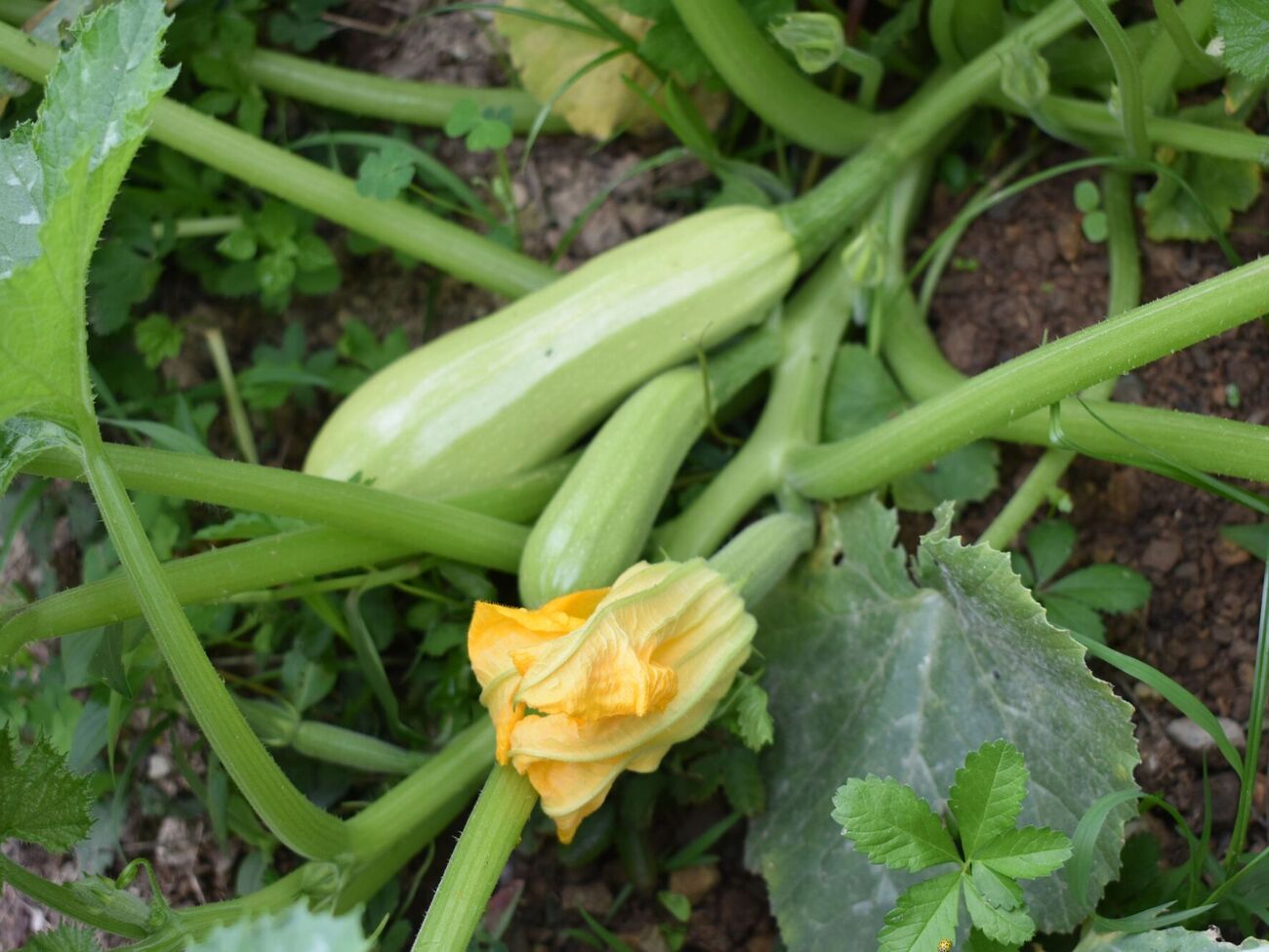 Во время полива на один куст рекомендуется расходовать до 3 л воды