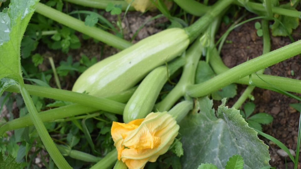 Во время полива на один куст рекомендуется расходовать до 3 л воды