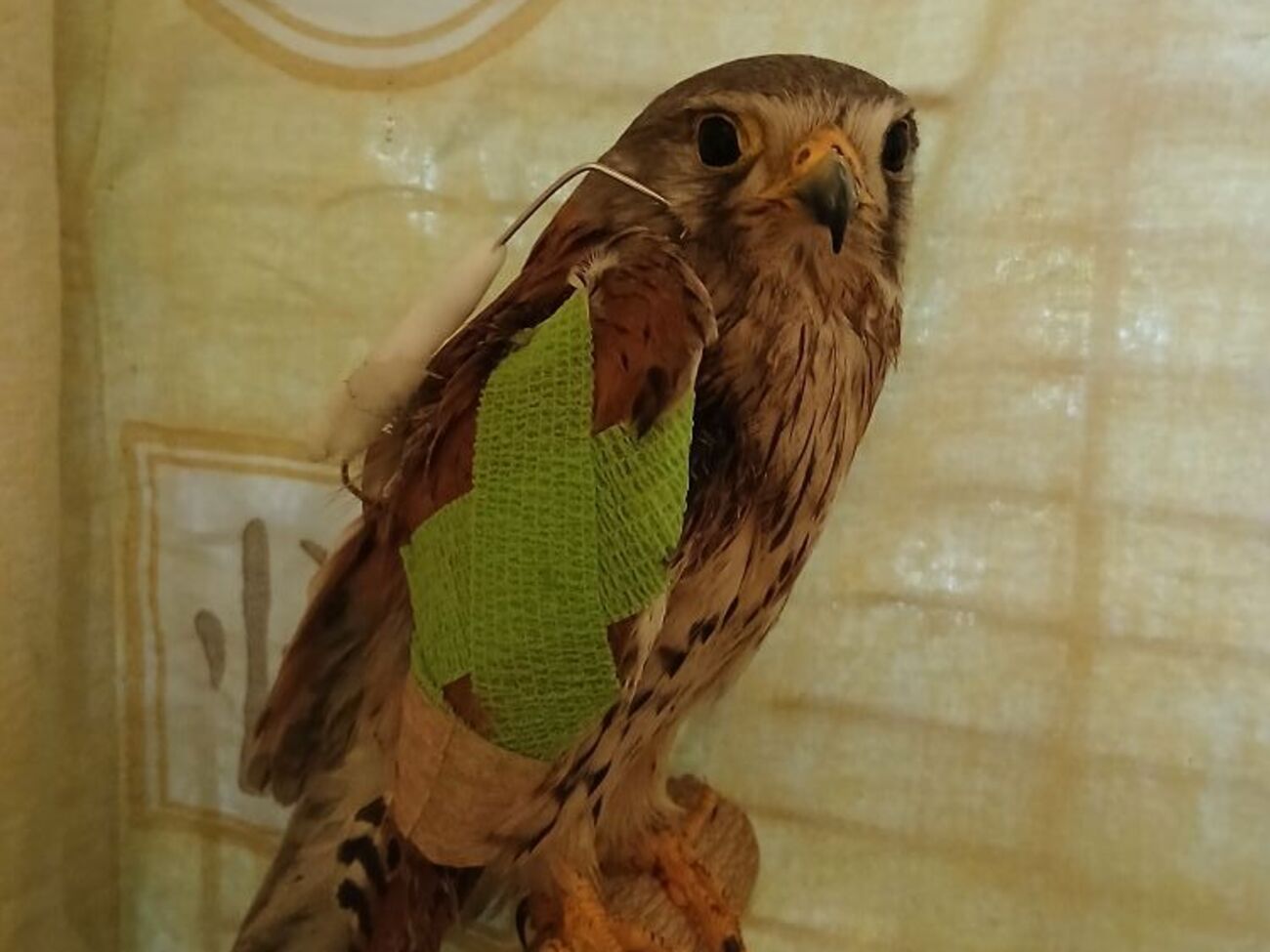 По словам зооволонтера, операция прошла успешно