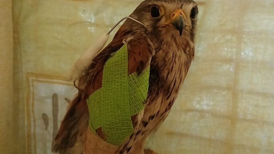 По словам зооволонтера, операция прошла успешно