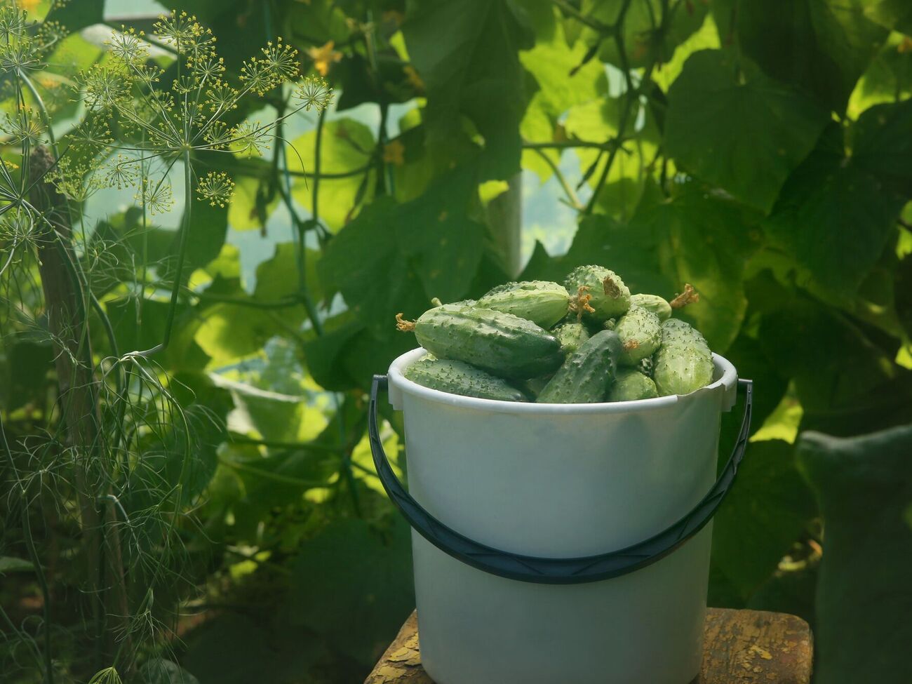 Урожай будет щедрым после такого опрыскивания