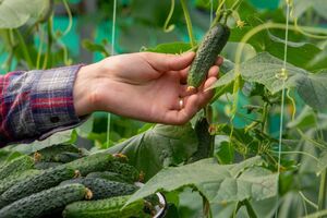Из-за неправильного полива в огурцах накапливается кукурбитацин
