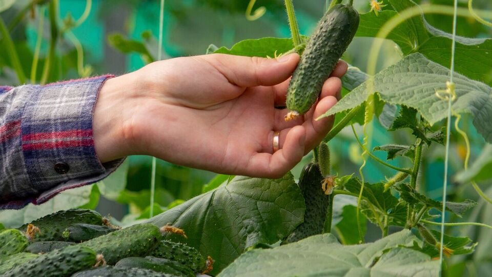 Через неправильний полив в огірках накопичується кукурбітацин